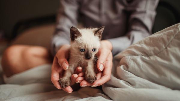 Ni independientes ni difíciles: crean una guía veterinaria que explica cómo educar a los gatos sin enfados ni castigos - Educar a tu gato es más importante de lo que crees