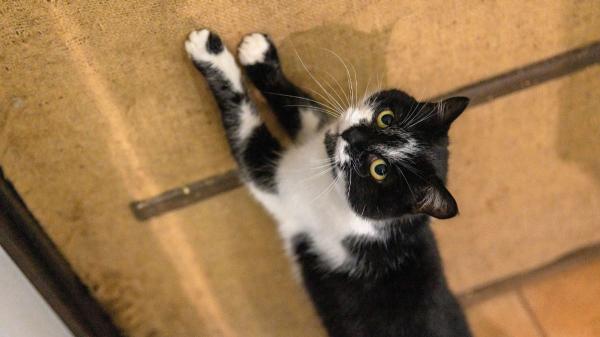 Ni independientes ni difíciles: crean una guía veterinaria que explica cómo educar a los gatos sin enfados ni castigos - Los veterinarios afirman que los gatos pueden aprender durante toda su vida