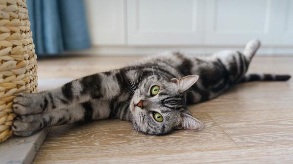 Ni independientes ni difíciles: crean una guía veterinaria que explica cómo educar a los gatos sin enfados ni castigos