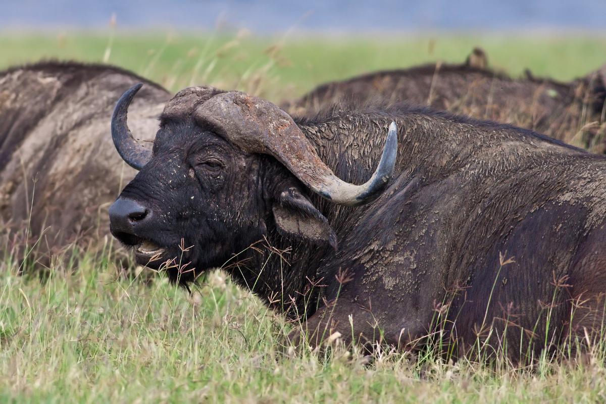 Animales bovinos: lista y características