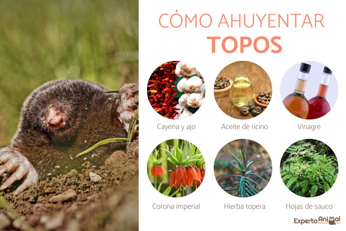 ¿Cómo ahuyentar topos?