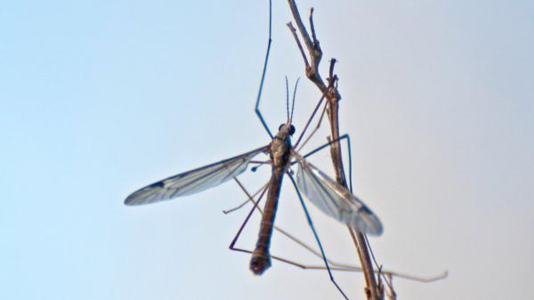 Ni son mosquitos ni pican: el insecto que vuelve cada verano y casi todos confunden - El falso mosquito gigante que no supone ningún peligro