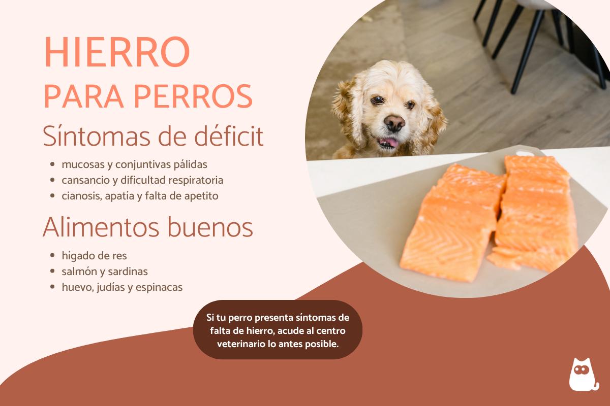 Hierro para perros - Dosis, funciones y alimentos