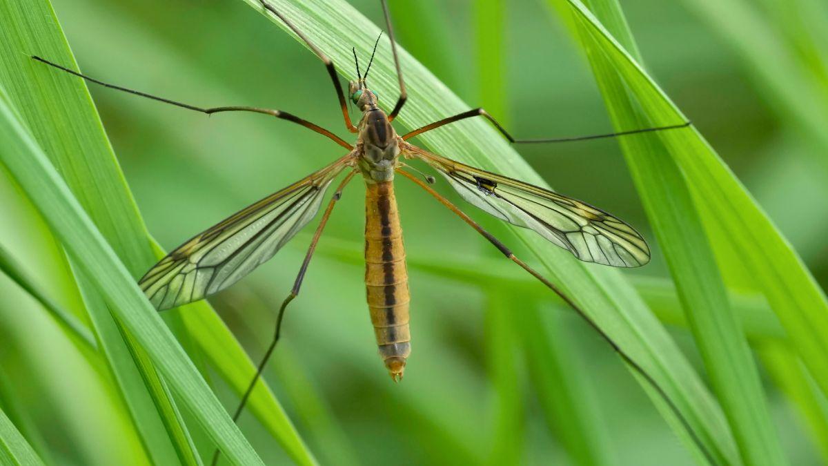 Ni son mosquitos ni pican: el insecto que vuelve cada verano y casi todos confunden