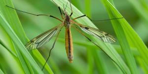 Ni son mosquitos ni pican: el insecto que vuelve cada verano y casi todos confunden