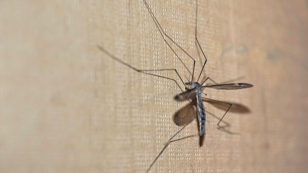 Ni son mosquitos ni pican: el insecto que vuelve cada verano y casi todos confunden - Por qué aparecen masivamente durante los meses cálidos