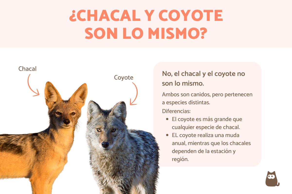 Diferencias entre chacal y coyote