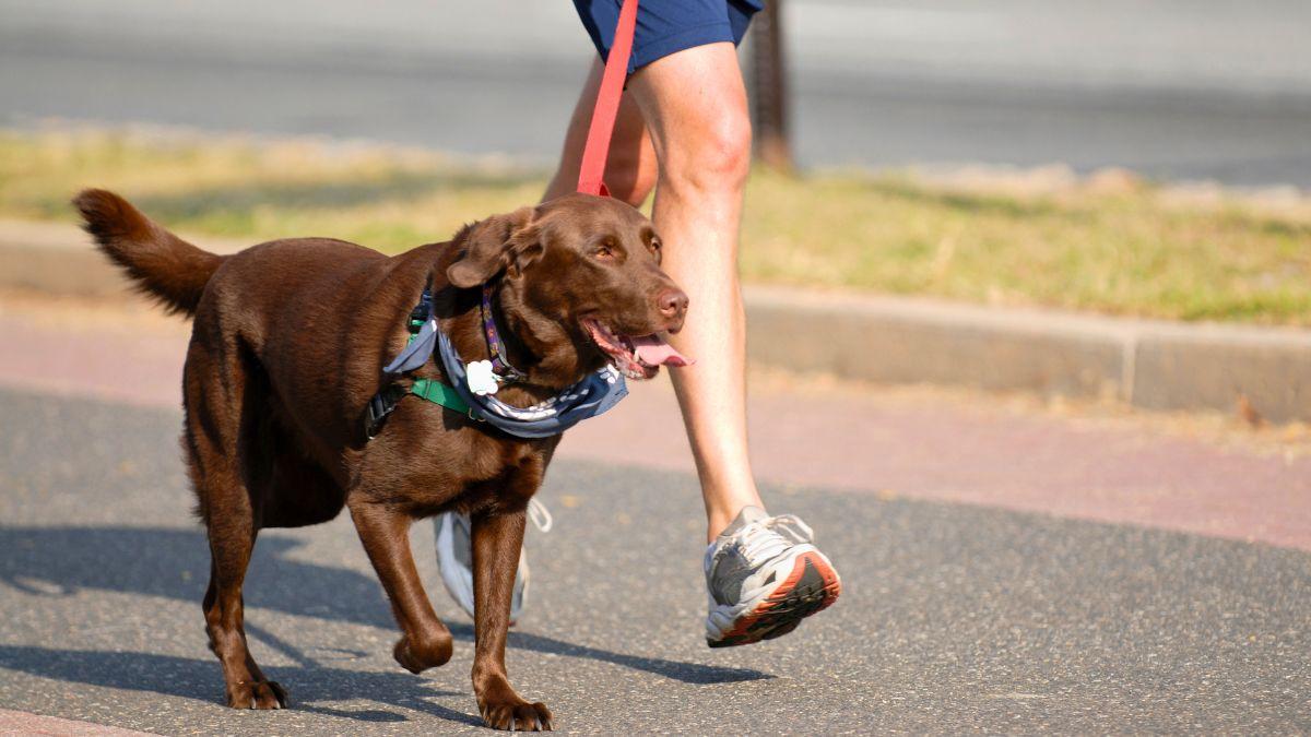 Juan Manuel Liquindoli, educador canino: “Olvida las caminatas largas en verano con tu perro, el paseo debe ser corto y respetando sus paradas de descanso”