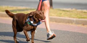 Juan Manuel Liquindoli, educador canino: “Olvida las caminatas largas en verano con tu perro, el paseo debe ser corto y respetando sus paradas de descanso”