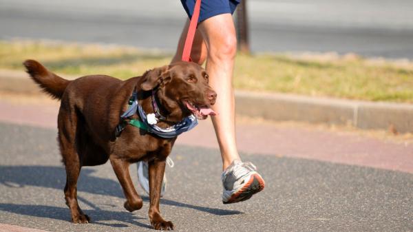 Juan Manuel Liquindoli, educador canino: “Olvida las caminatas largas en verano con tu perro, el paseo debe ser corto y respetando sus paradas de descanso”