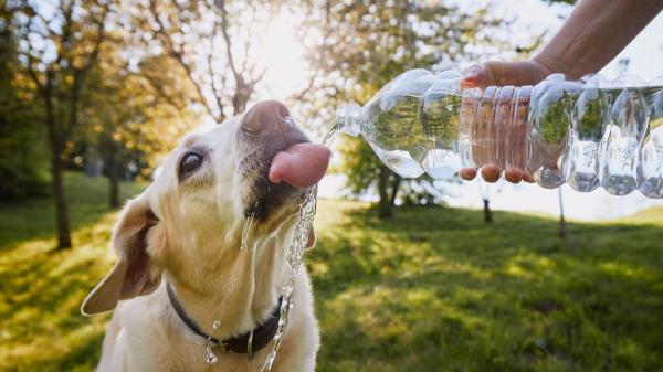 Juan Manuel Liquindoli, educador canino: “Olvida las caminatas largas en verano con tu perro, el paseo debe ser corto y respetando sus paradas de descanso” - Las señales que indican que tu perro necesita descansar