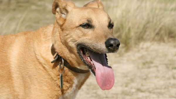 Juan Manuel Liquindoli, educador canino: “Olvida las caminatas largas en verano con tu perro, el paseo debe ser corto y respetando sus paradas de descanso” - Los perros soportan peor el calor que las personas