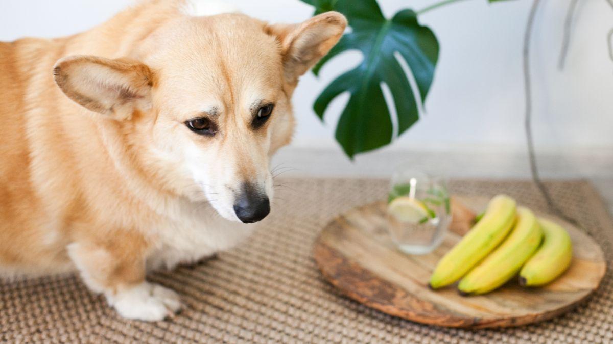 Antes de darle plátano a tu perro, conviene saber por qué no siempre es bueno: “El grado de maduración marca la diferencia”