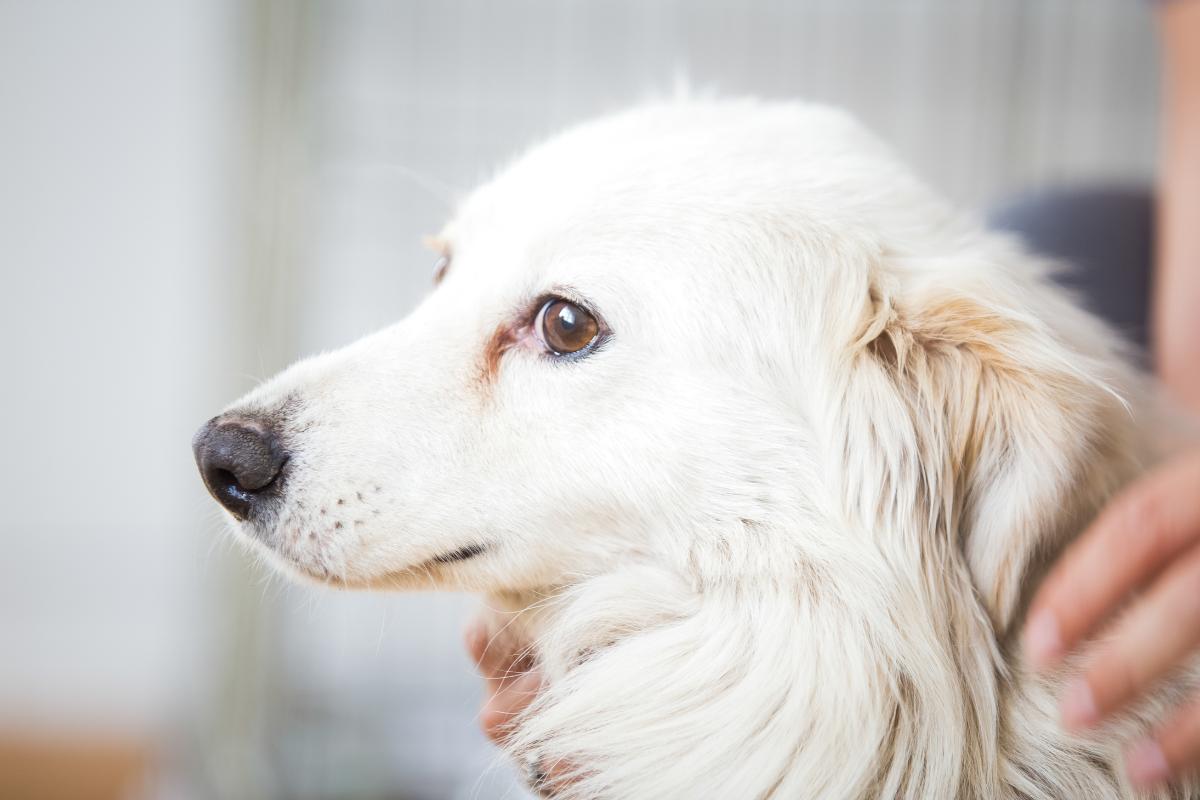 ¿Cómo calmar a un perro asustado?