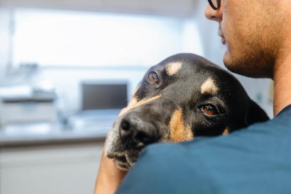 ¿Cuál es el mejor seguro de responsabilidad civil para perros? - ¿Cómo elegir un seguro de responsabilidad civil para perros?