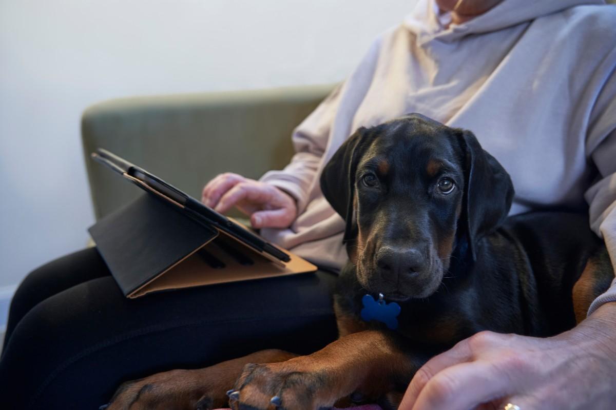 ¿Cuál es el mejor seguro de responsabilidad civil para perros?