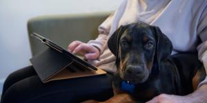 ¿Cuál es el mejor seguro de responsabilidad civil para perros?