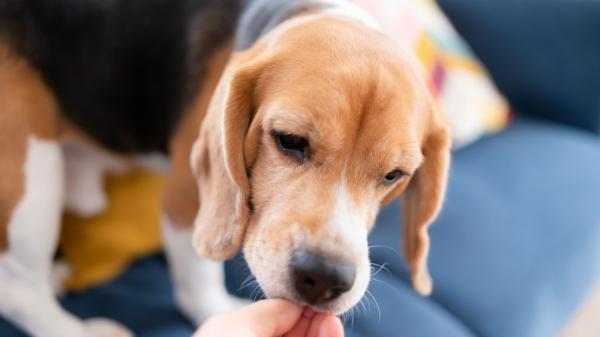 Antes de darle plátano a tu perro, conviene saber por qué no siempre es bueno: “El grado de maduración marca la diferencia” - En qué casos el plátano puede ser un buen alimento para los perros
