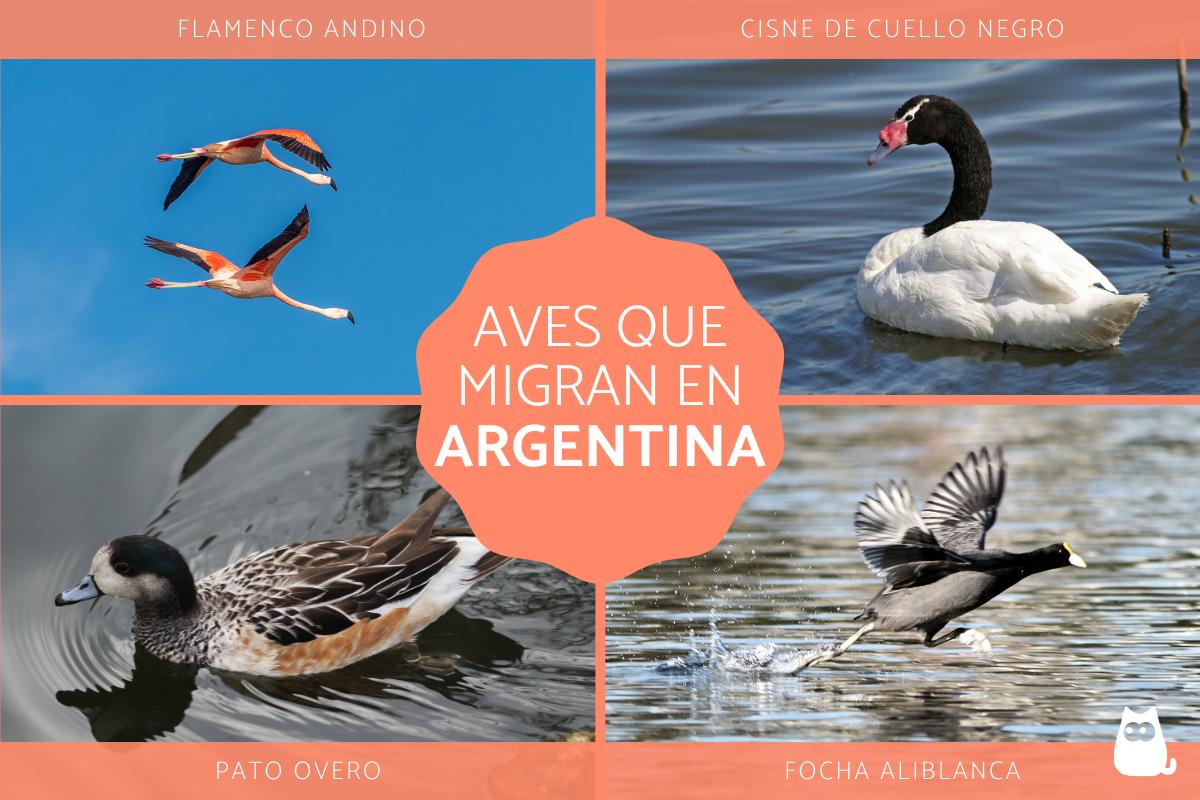 Aves que migran en Argentina