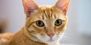 Carlos Gutiérrez, veterinario: “Los gatos aprenden a manipularnos para conseguir lo que quieren si no les ponemos límites”