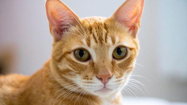 Carlos Gutiérrez, veterinario: “Los gatos aprenden a manipularnos para conseguir lo que quieren si no les ponemos límites”