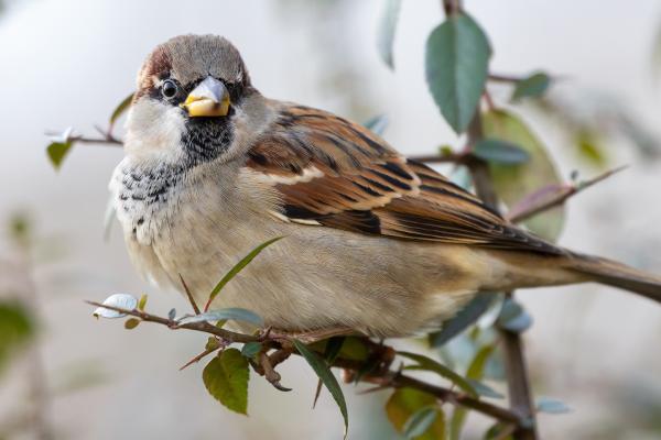 ¿Los gorriones reconocen a las personas? - ¿Cómo es la inteligencia y memoria de los gorriones?