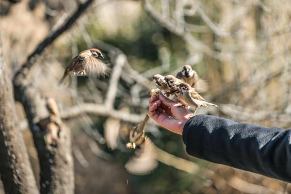 ¿Los gorriones reconocen a las personas? - ¿Cómo reconocen los gorriones a las personas?