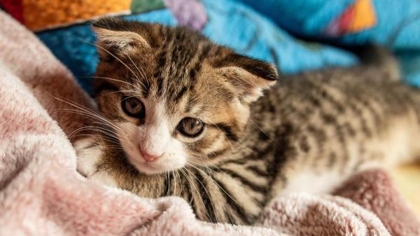 Carlos Gutiérrez, veterinario: “Los gatos aprenden a manipularnos para conseguir lo que quieren si no les ponemos límites” - La manipulación aparece cuando los gatos aprenden que esa estrategia funciona