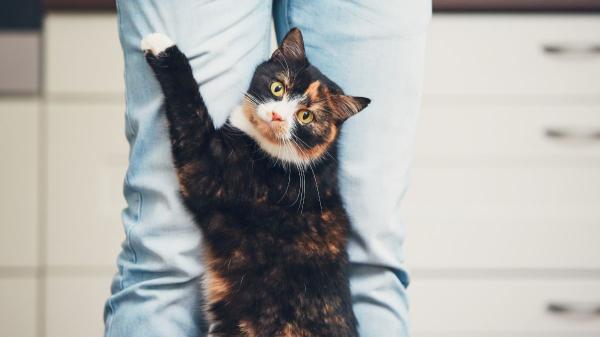 Carlos Gutiérrez, veterinario: “Los gatos aprenden a manipularnos para conseguir lo que quieren si no les ponemos límites” - La paciencia, una de las claves de una buena convivencia con los gatos