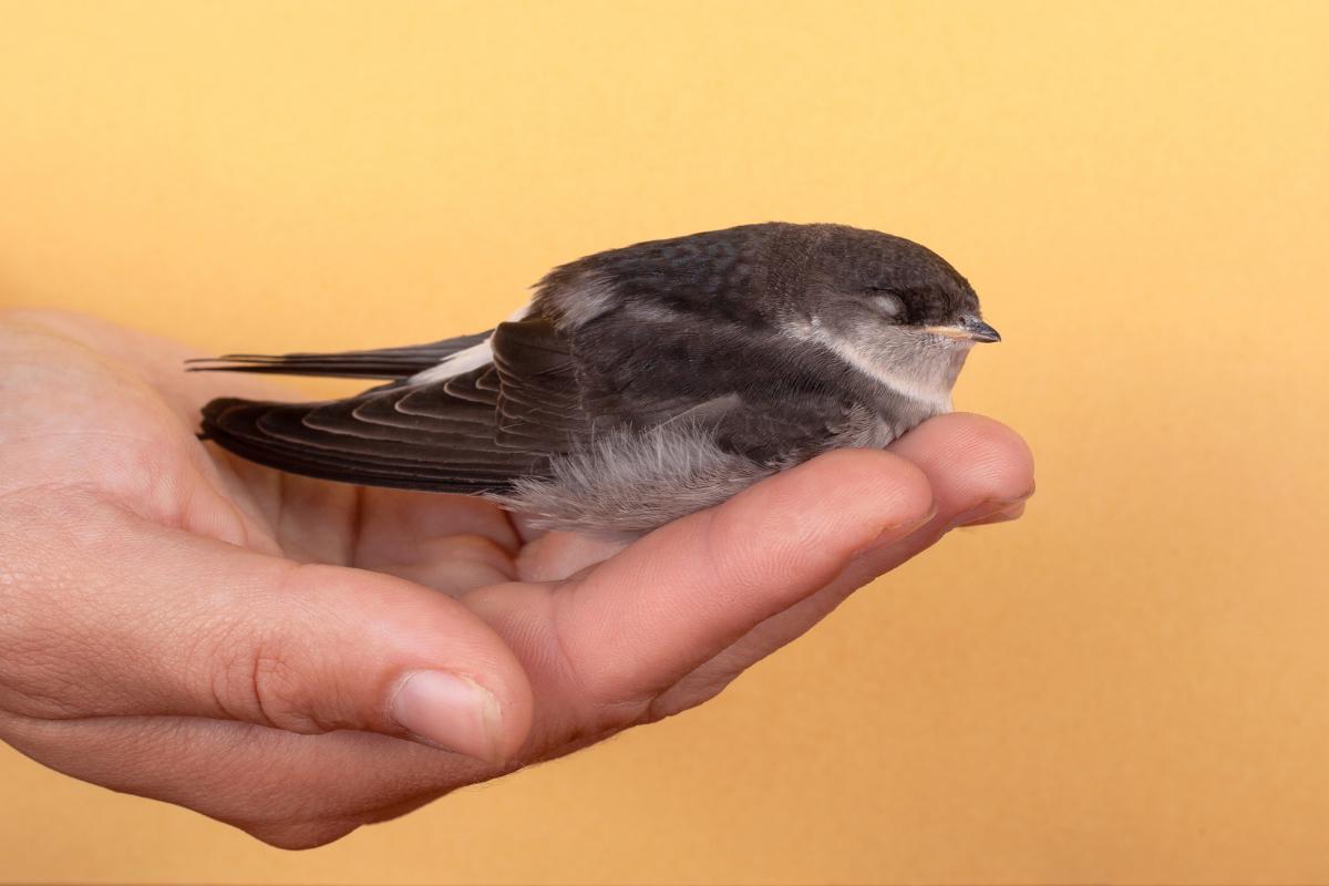 ¿Los gorriones reconocen a las personas?