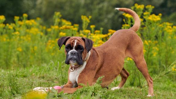Los veterinarios están de acuerdo: “El bóxer es un perro muy afectuoso y especialmente familiar, pero también es muy activo y juguetón” - El bóxer es afectuoso, pero también necesita actividad y educación
