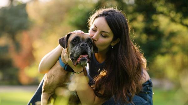 Los veterinarios están de acuerdo: “El bóxer es un perro muy afectuoso y especialmente familiar, pero también es muy activo y juguetón” - La razón por la que el bóxer tiende a buscar más la compañía y atención de sus tutores