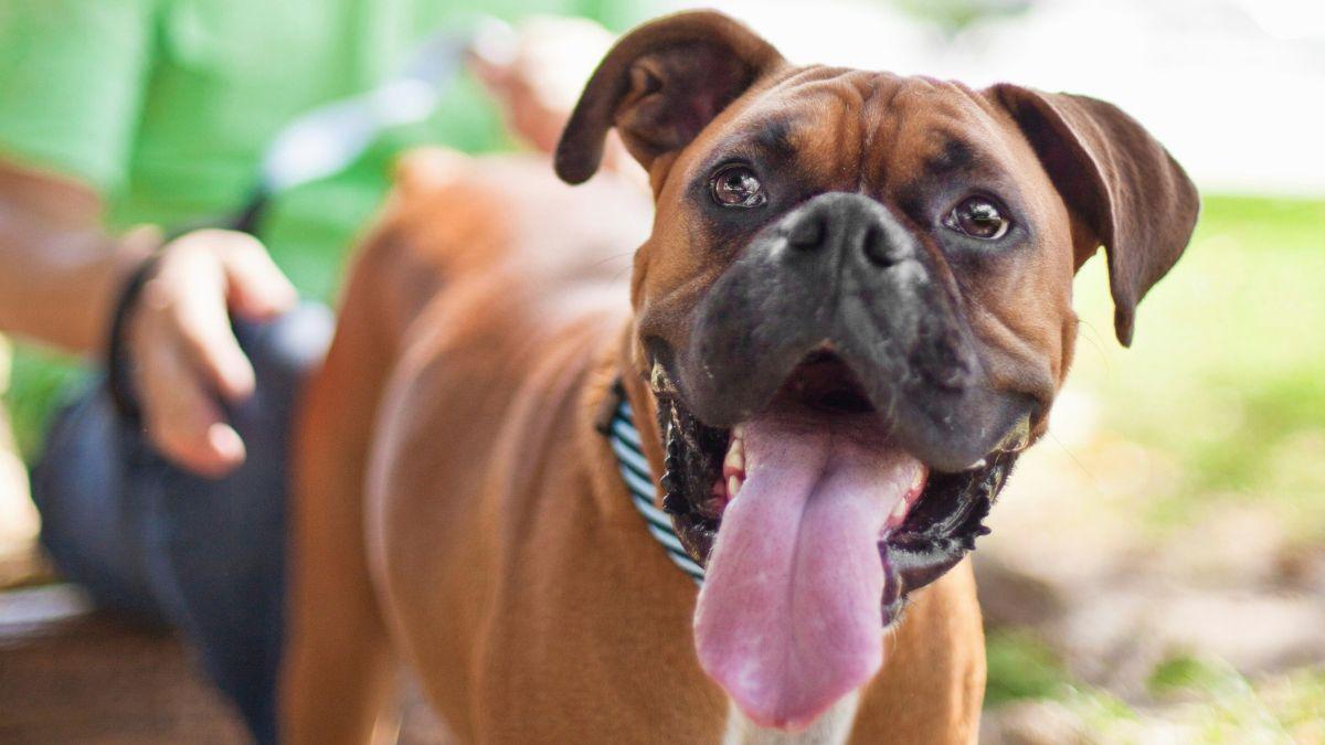 Los veterinarios están de acuerdo: “El bóxer es un perro muy afectuoso y especialmente familiar, pero también es muy activo y juguetón”