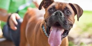 Los veterinarios están de acuerdo: “El bóxer es un perro muy afectuoso y especialmente familiar, pero también es muy activo y juguetón”