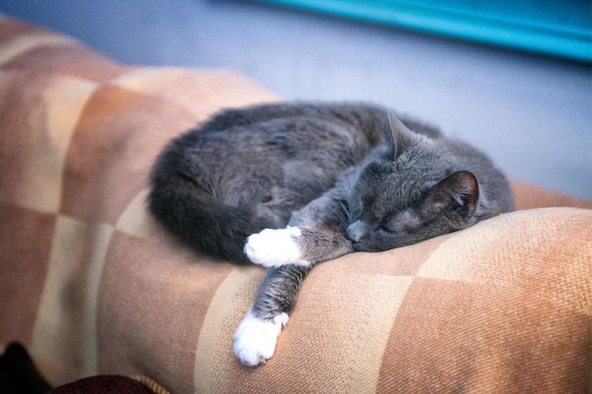 Mi gato no come ni bebe - Causas y qué hacer