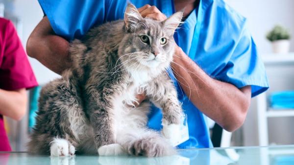 Larry, el gato de Downing Street, cumple 19 años: cómo cuidar a un gato mayor de 15 - Cinco cosas que puedes hacer para que tu gato viva más y mejor