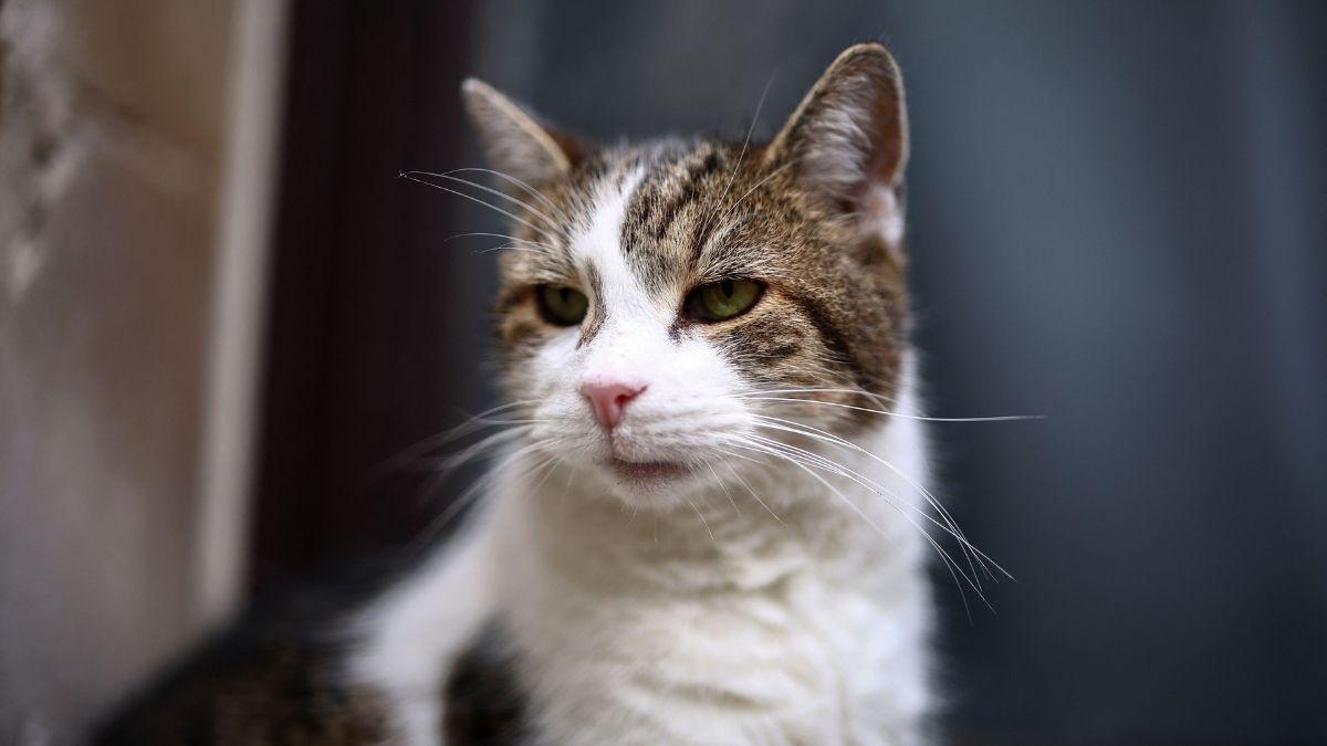 Larry, el gato de Downing Street, cumple 19 años: cómo cuidar a un gato mayor de 15