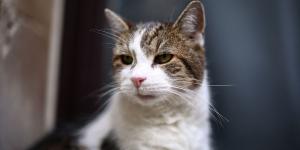 Larry, el gato de Downing Street, cumple 19 años: cómo cuidar a un gato mayor de 15