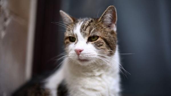Larry, el gato de Downing Street, cumple 19 años: cómo cuidar a un gato mayor de 15