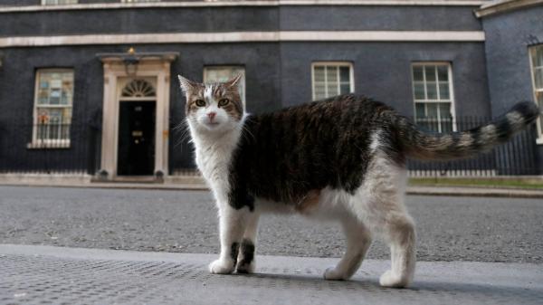 Larry, el gato de Downing Street, cumple 19 años: cómo cuidar a un gato mayor de 15 - Larry y Palmerston: la historia de dos gatos que salieron del mismo refugio