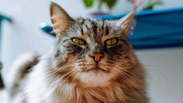 Larry, el gato de Downing Street, cumple 19 años: cómo cuidar a un gato mayor de 15 - Lo que tu gato intenta decirte y probablemente no estás viendo