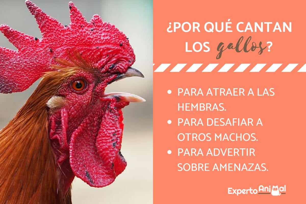 ¿Por qué cantan los gallos?