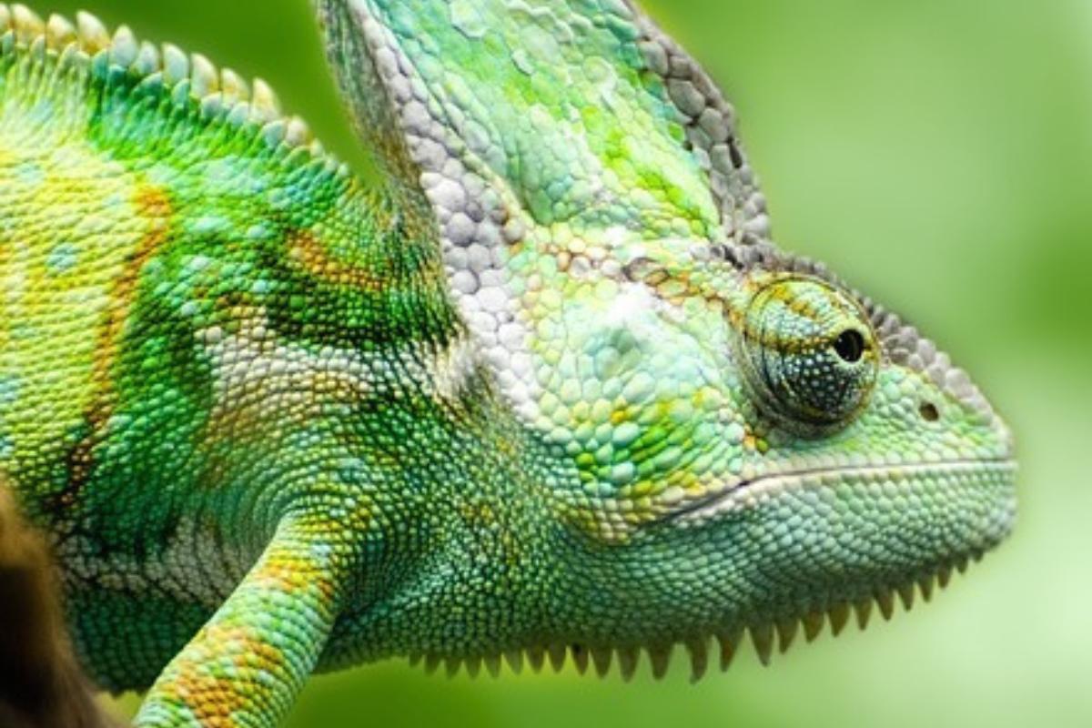 Curiosidades del camaleón