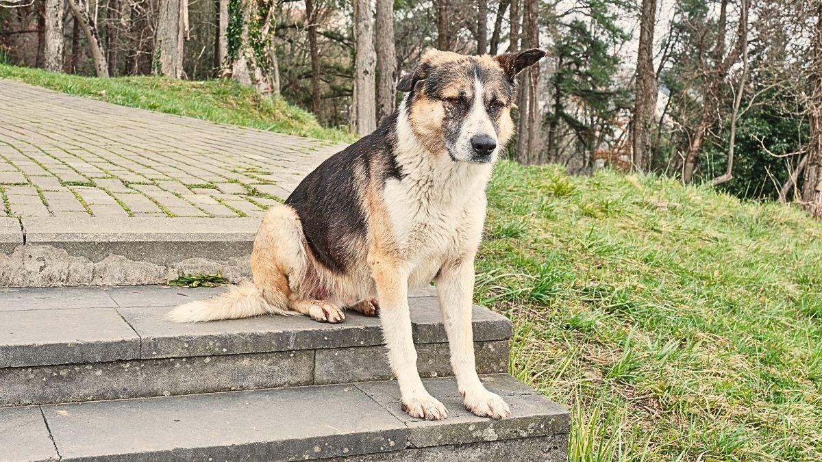 Fukushima y los animales olvidados: la historia real de quienes siguen cuidándolos quince años después del desastre