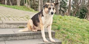 Fukushima y los animales olvidados: la historia real de quienes siguen cuidándolos quince años después del desastre