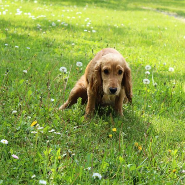 qué causa una uti en cachorros