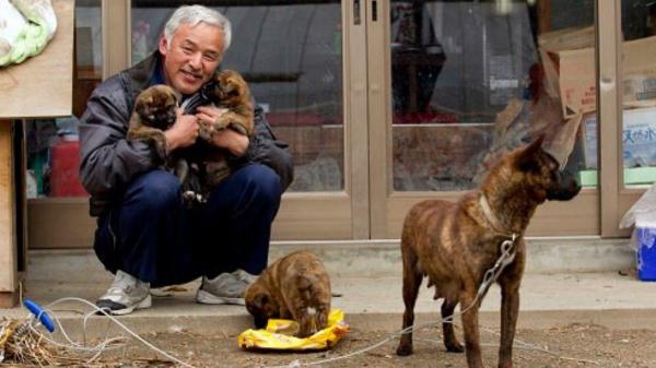 Fukushima y los animales olvidados: la historia real de quienes siguen cuidándolos quince años después del desastre - Los animales abandonados de Fukushima: un problema que todavía no ha terminado