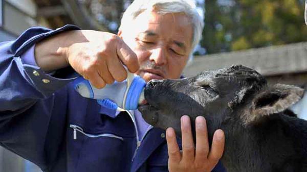 Fukushima y los animales olvidados: la historia real de quienes siguen cuidándolos quince años después del desastre - Naoto Matsumura, el último hombre de Fukushima 