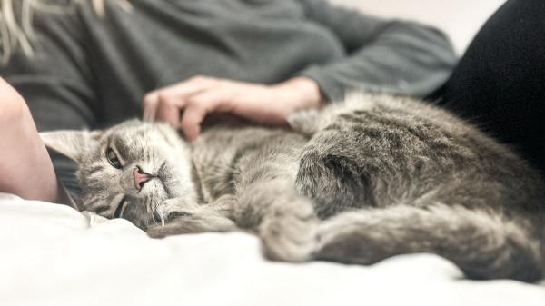 Laura García, veterinaria: “Si tu gato duerme sobre ti, está diciéndote sin palabras que se siente completamente a salvo” - No solo tus piernas: cada parte de tu cuerpo donde duerme tu gato tiene un significado distinto