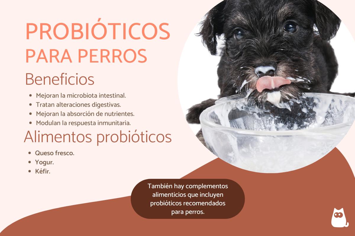 Probióticos para perros: beneficios y cuál es el mejor